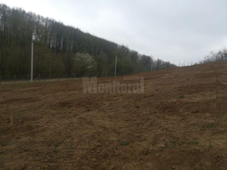 Peste 50 de pomi fructiferi au fost furați de pe proprietatea unui bărbat din Udești