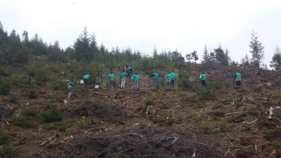 „A venit timpul plantării molidului” la Ocolul Silvic Breaza