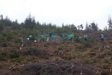 „A venit timpul plantării molidului” la Ocolul Silvic Breaza