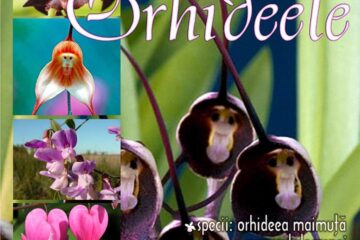 Lecția muzeală „Orhideele”, la Muzeul de Istorie