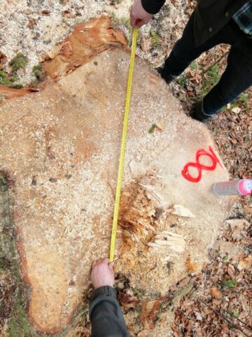 Cioate provenite din tăierea fără drept a unui număr de 10 arbori, la Sucevița