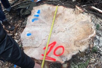 Cioate provenite din tăierea fără drept a unui număr de 10 arbori, la Sucevița