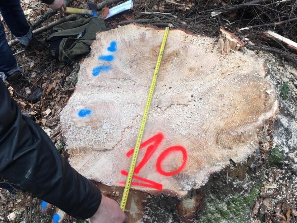 Cioate provenite din tăierea fără drept a unui număr de 10 arbori, la Sucevița