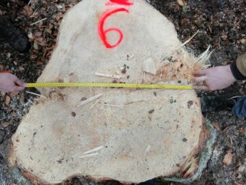 Cioate provenite din tăierea fără drept a unui număr de 10 arbori, la Sucevița