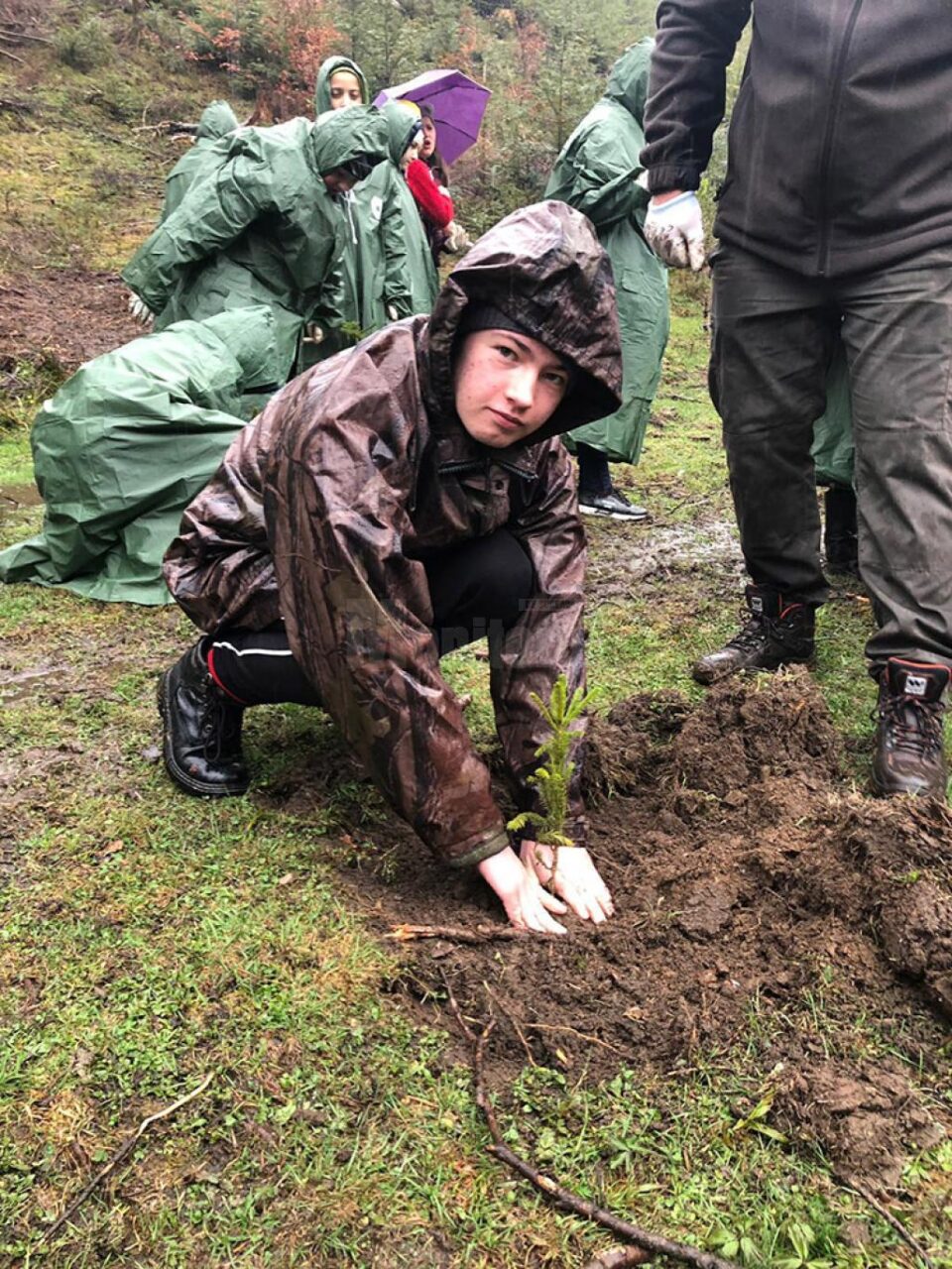 1.200 puieți de molid, brad și larice, plantați de elevii din Stulpicani, Gemenea și Ostra