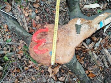 Cioate provenite din tăierea fără drept a unui număr de 10 arbori, la Sucevița