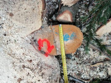 Cioate provenite din tăierea fără drept a unui număr de 10 arbori, la Sucevița