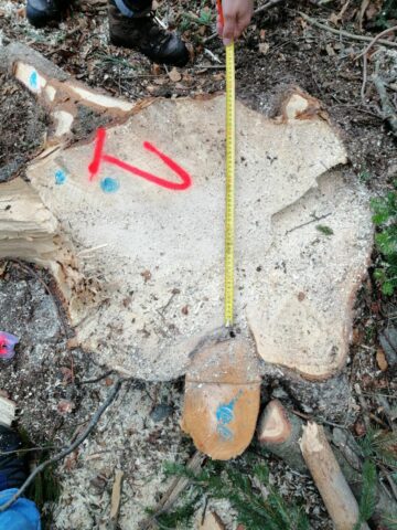 Cioate provenite din tăierea fără drept a unui număr de 10 arbori, la Sucevița