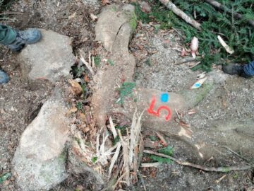 Cioate provenite din tăierea fără drept a unui număr de 10 arbori, la Sucevița