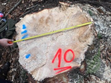 Cioate provenite din tăierea fără drept a unui număr de 10 arbori, la Sucevița