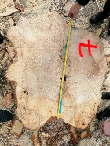 Cioate provenite din tăierea fără drept a unui număr de 10 arbori, la Sucevița