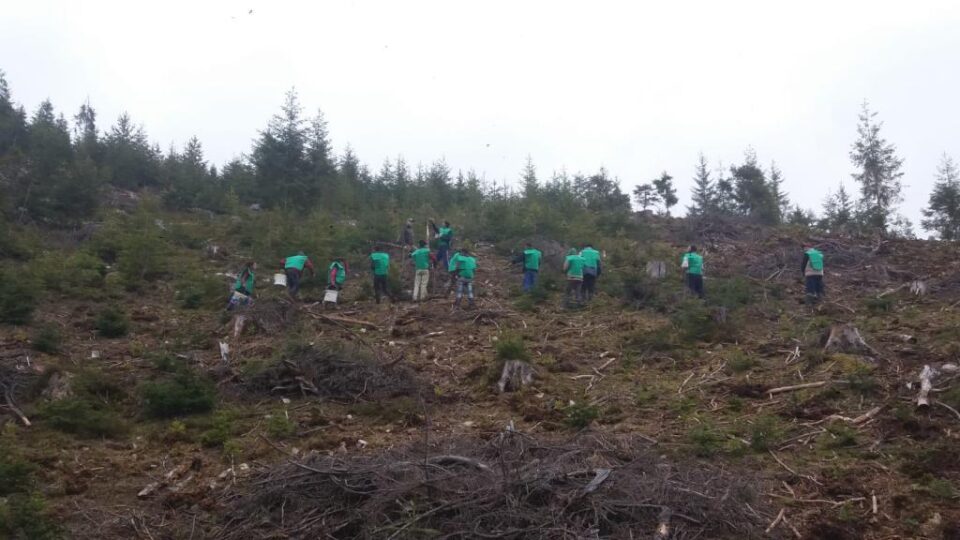 „A venit timpul plantării molidului” la Ocolul Silvic Breaza