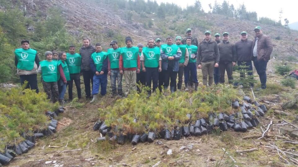 „A venit timpul plantării molidului” la Ocolul Silvic Breaza