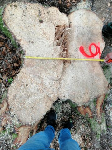 Cioate provenite din tăierea fără drept a unui număr de 10 arbori, la Sucevița