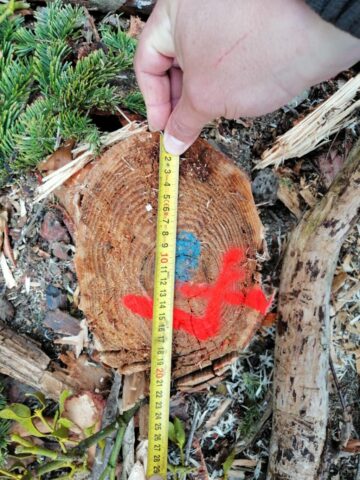 Cioate provenite din tăierea fără drept a unui număr de 10 arbori, la Sucevița