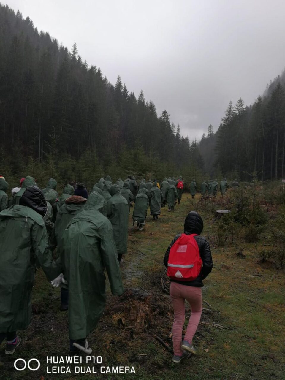 1.200 puieți de molid, brad și larice, plantați de elevii din Stulpicani, Gemenea și Ostra