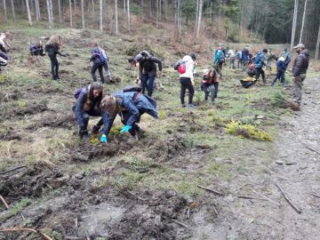 6.700 de puieți au fost plantați pe o suprafață de 1,5 ha