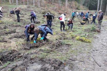 6.700 de puieți au fost plantați pe o suprafață de 1,5 ha