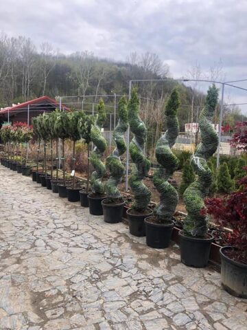 Arbori și arbuști ornamentali, în ghivece, utilizați pentru înfrumusețarea Sucevei