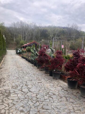 Arbori și arbuști ornamentali, în ghivece, utilizați pentru înfrumusețarea Sucevei