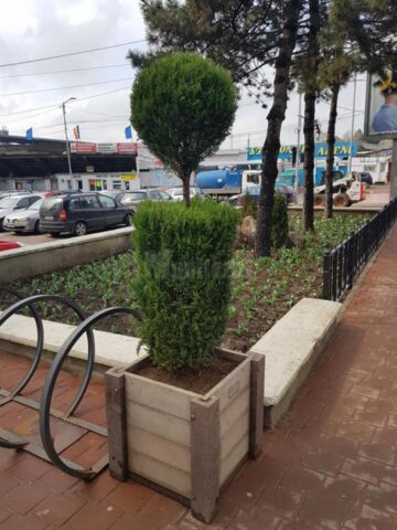 Arbori și arbuști ornamentali, în ghivece, utilizați pentru înfrumusețarea Sucevei