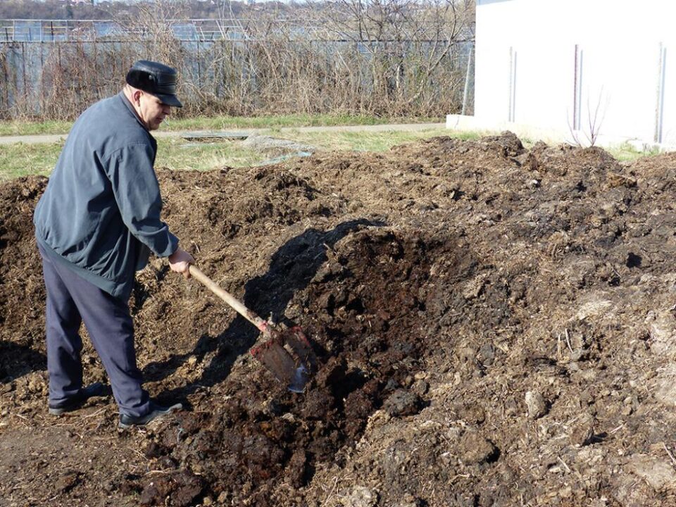 Gunoiul de grajd, îngrășământ natural pentru legumele produse în zona serelor din Suceava Gunoiul de grajd, îngrășământ natural pentru legumele produse în zona serelor din Suceava