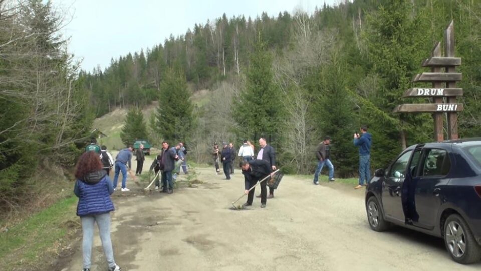 Puieți de brad, plantați în cratele din drumul județean Frasin - Holda