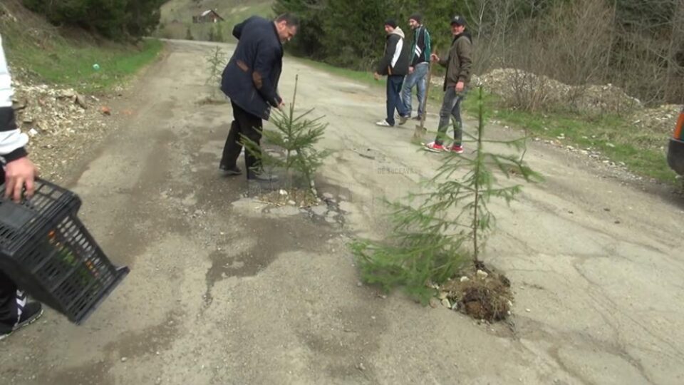 Puieți de brad, plantați în cratele din drumul județean Frasin - Holda