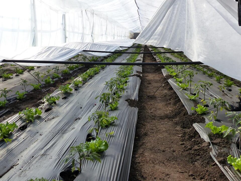 Roșii în solar, din producția suceveanului Gheorge Hurmuz