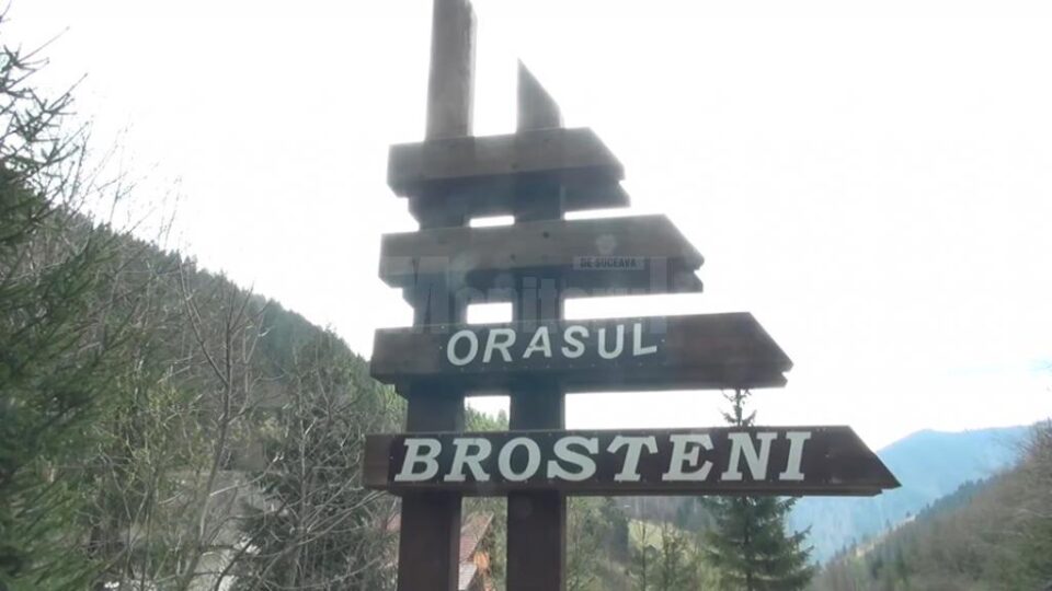 Puieți de brad, plantați în cratele din drumul județean Frasin - Holda
