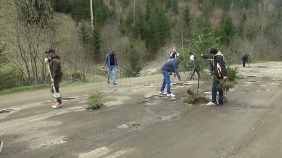 Puieți de brad, plantați în cratele din drumul județean Frasin - Holda