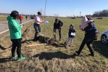 Pe marginea drumurilor naționale din județ au fost plantați 1.700 de copaci