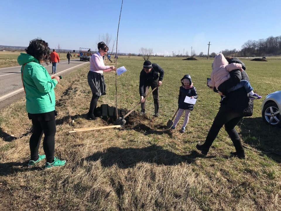 Pe marginea drumurilor naționale din județ au fost plantați 1.700 de copaci