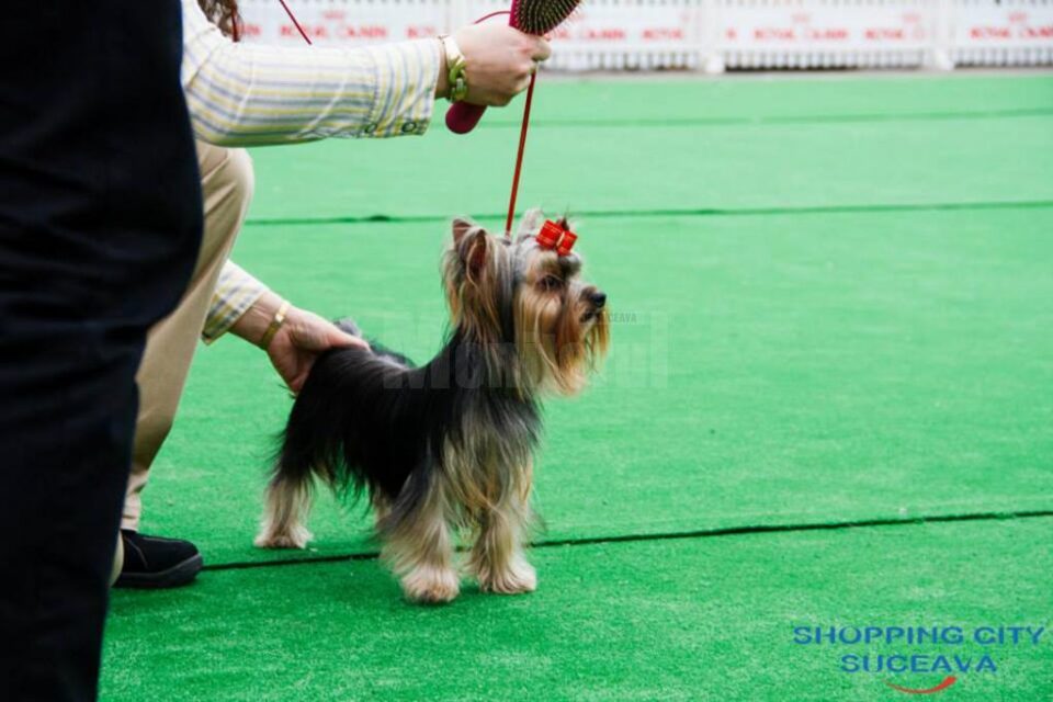 Bucovina Dog Show 2019 are loc sâmbătă, 4 mai, în parcarea Shopping City Suceava
