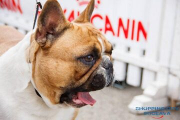 Bucovina Dog Show 2019 are loc sâmbătă, 4 mai, în parcarea Shopping City Suceava