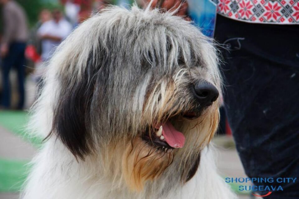 Bucovina Dog Show 2019 are loc sâmbătă, 4 mai, în parcarea Shopping City Suceava