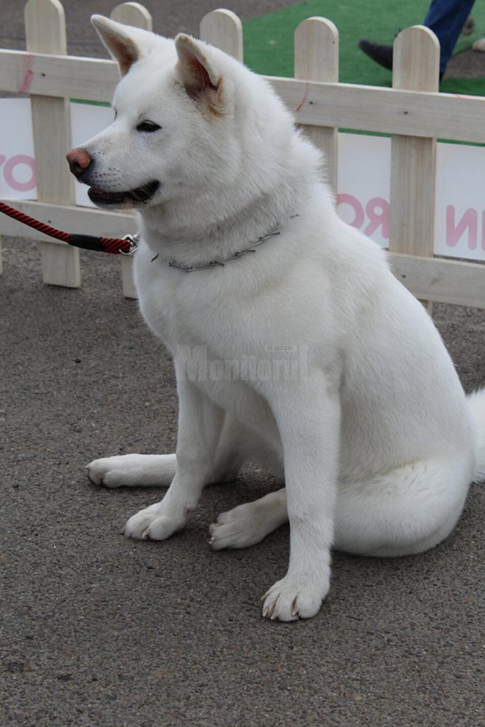 Bucovina Dog Show 2019 are loc sâmbătă, 4 mai, în parcarea Shopping City Suceava