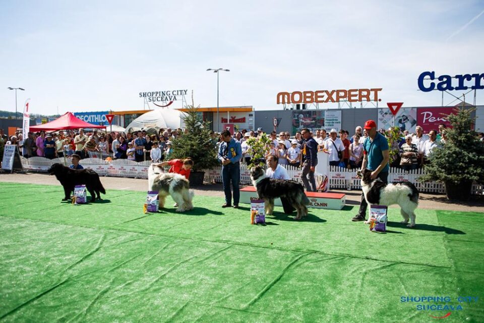 Bucovina Dog Show, cel mai mare eveniment chinologic din nord-estul României, are loc sâmbătă