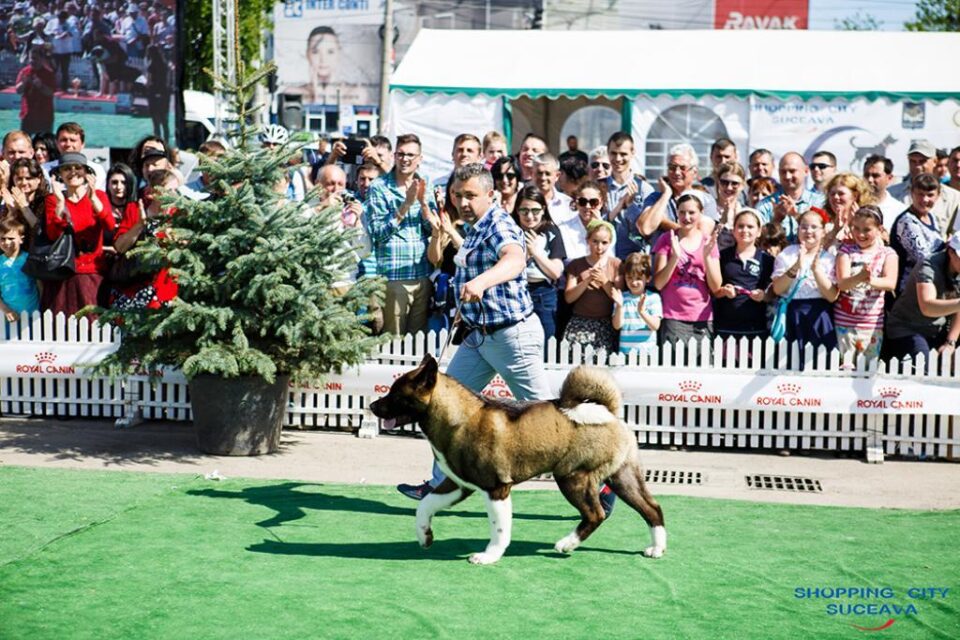 Bucovina Dog Show, cel mai mare eveniment chinologic din nord-estul României, are loc sâmbătă
