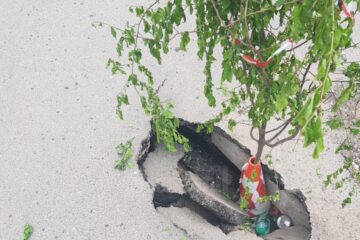 Groapă semnalizată cu un copăcel