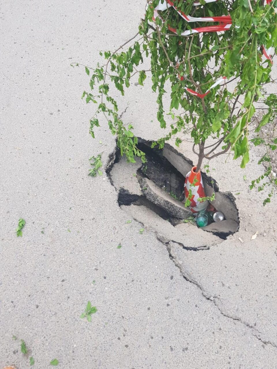 Groapă semnalizată cu un copăcel