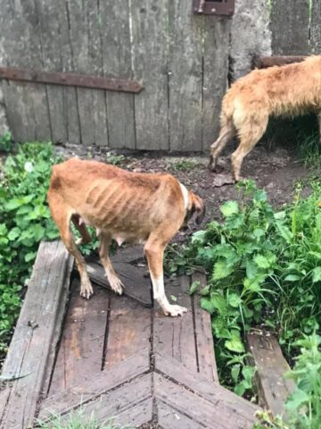 Imagini de coșmar în casa bătrânei