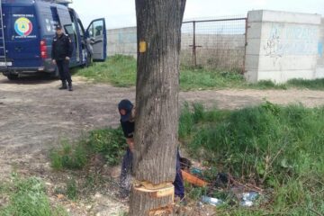 Copacul a fost doborât în condiții de siguranță