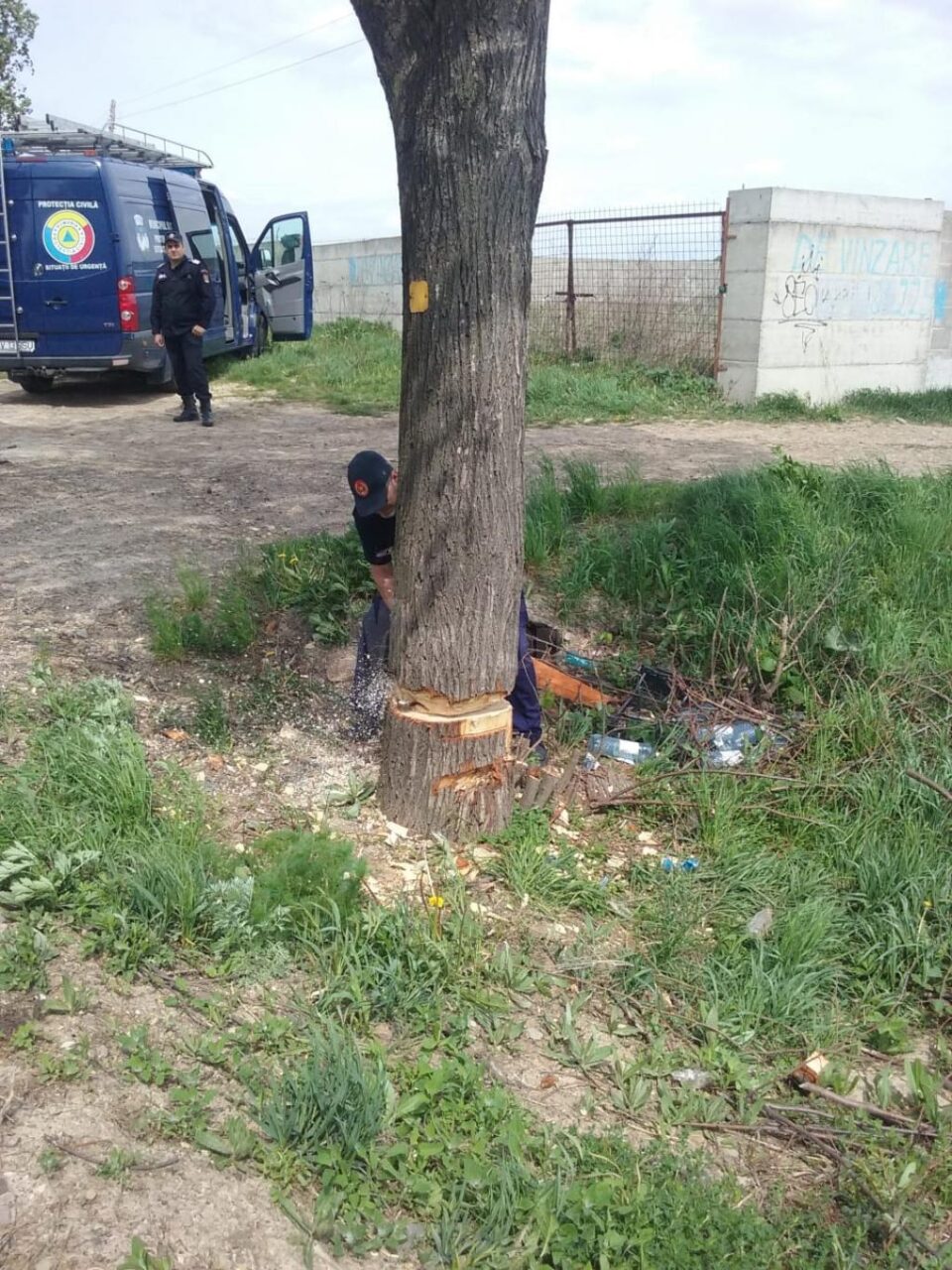 Copacul a fost doborât în condiții de siguranță