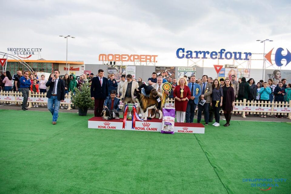 Bucovina Dog Show 2019 - o nouă ediție de succes, cu sute de câini de rasă, din țară și de peste hotare