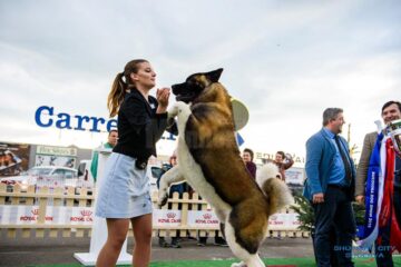 Titlul de Supreme Best in Show a fost câștigat de un Akita American