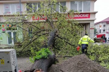 Din fericire, copacul nu a lovit nici oameni și nici mașini