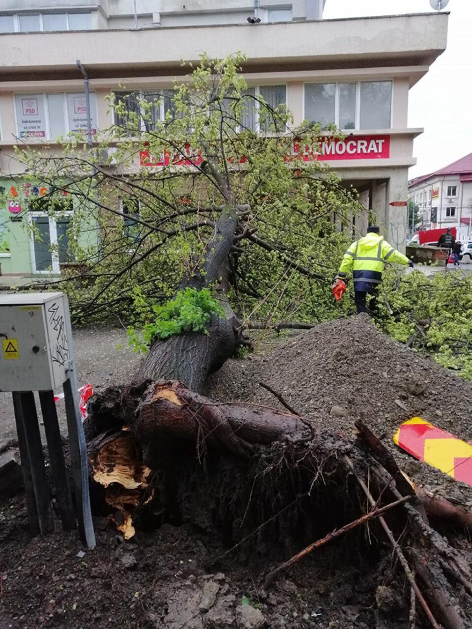 Din fericire, copacul nu a lovit nici oameni și nici mașini