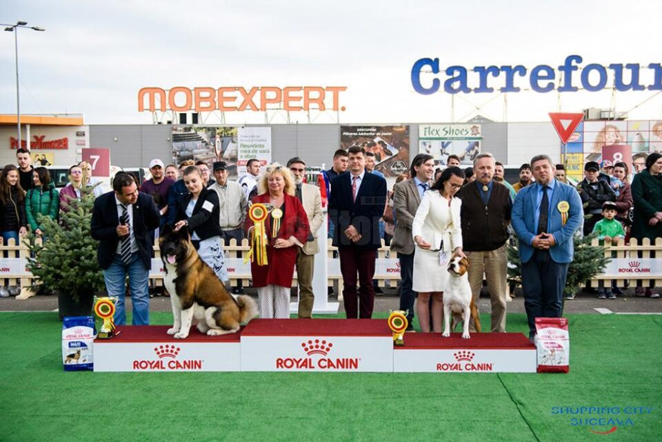 Bucovina Dog Show 2019 a reunit câini din 73 de rase omologate definitiv de Federația Chinologică Internațională (FCI)