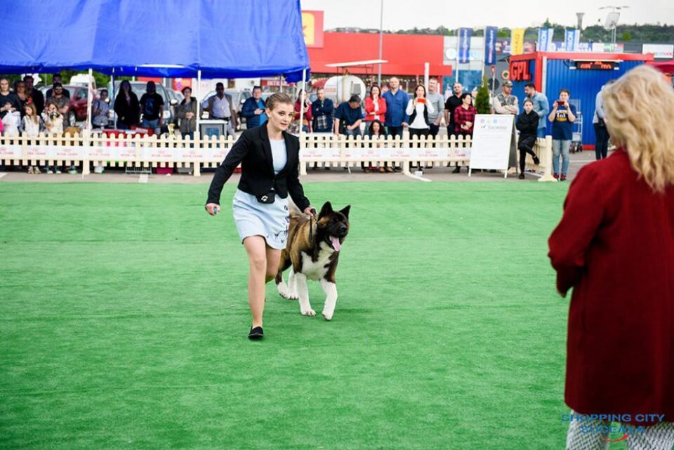 Bucovina Dog Show 2019 - o nouă ediție de succes, cu sute de câini de rasă, din țară și de peste hotare